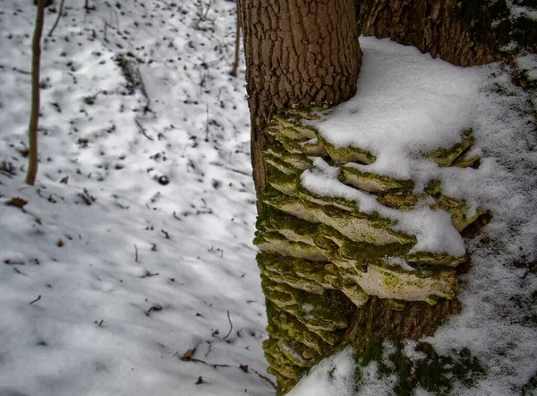 Гриб Стовбурі Дерева Взимку Москва — стокове фото
