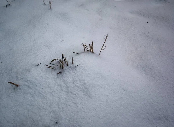 Groen Gras Onder Sneeuw Moskou — Stockfoto