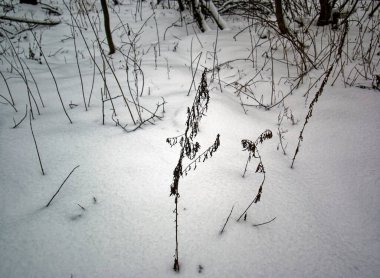 Karda kuru çimenler, Moskova