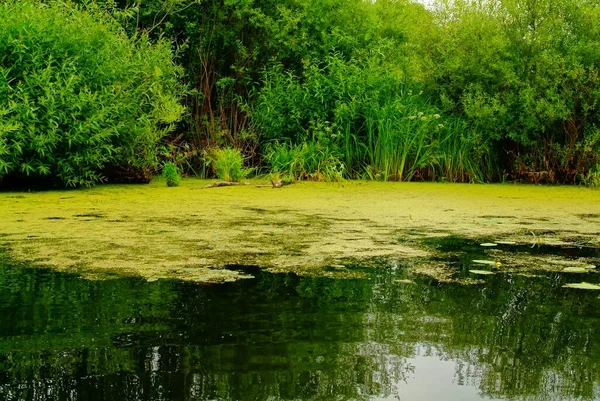 Pequeño Río Cubierto Hierba Verano Rusia — Foto de Stock