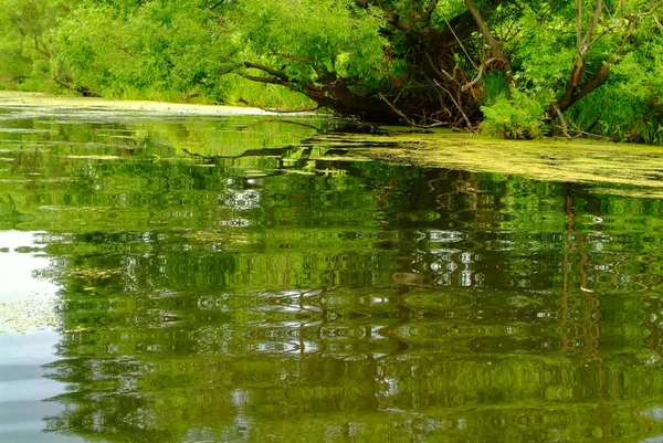 Pequeno Rio Coberto Com Grama Verão Rússia — Fotografia de Stock