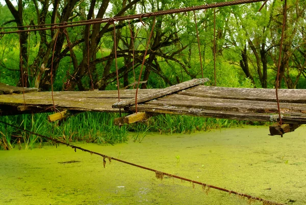 Pequeño Río Cubierto Hierba Verano Rusia — Foto de Stock