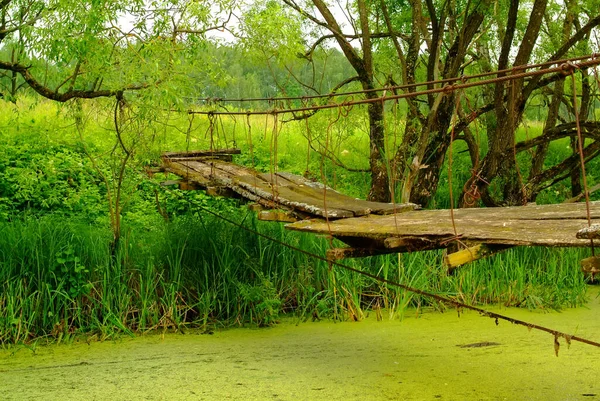 Small River Overgrown Grass Summer Russia — Stock Photo, Image