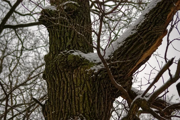 森の中の雪の中の裸の木モスクワ — ストック写真