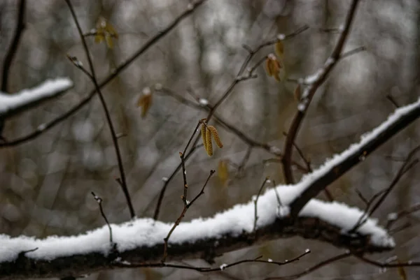 莫斯科 森林里的雪地里的裸树 — 图库照片