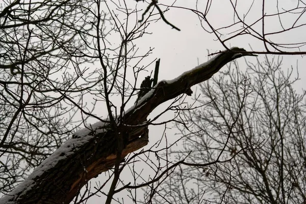 Naakte Bomen Sneeuw Het Bos Moskou — Stockfoto