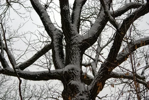 Naakte Bomen Sneeuw Het Bos Moskou — Stockfoto