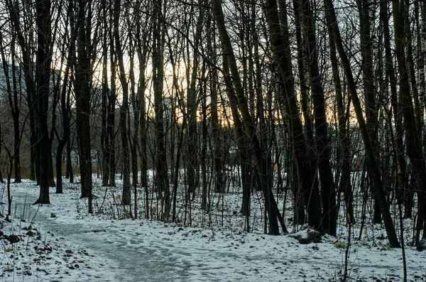Caminho Através Floresta Inverno Moscou — Fotografia de Stock
