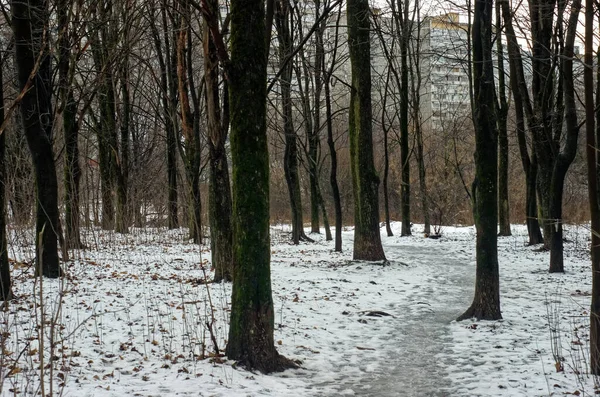 Caminho Através Floresta Inverno Moscou — Fotografia de Stock