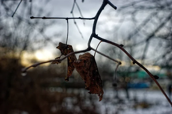 Altes Blatt Auf Einem Zweig Winter Moskau — Stockfoto