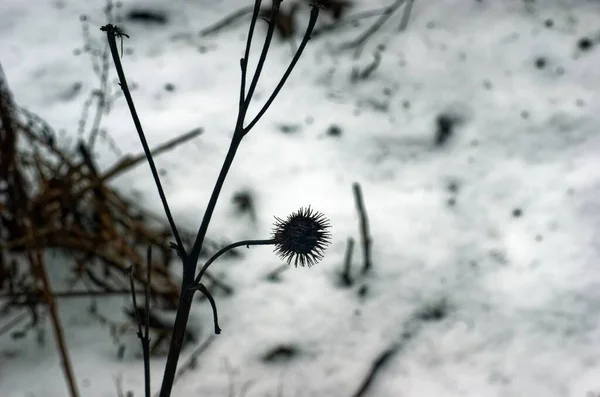 Thorns Bush Winter Moscow — Stock Photo, Image