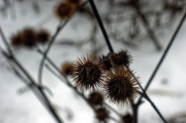 Thorns Bush Winter Moscow — Stock Photo, Image