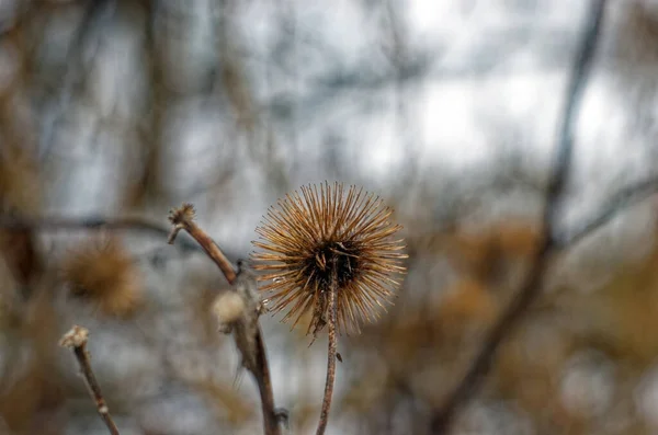 Thorns Bush Winter Moscow — Stock Photo, Image