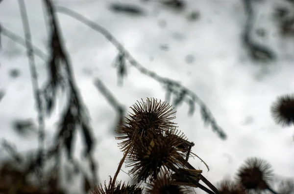 Espinhos Bush Inverno Moscou — Fotografia de Stock