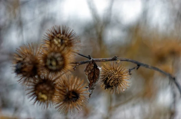 Épines Sur Bush Hiver Moscou — Photo