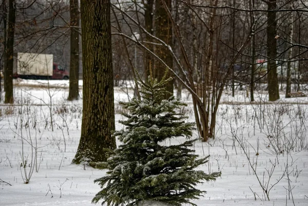 Árvore Natal Com Decorações Deixadas Rua Após Feriado Moscou Imagem De Stock