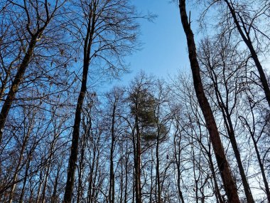 Moskova, güneşli bir günde, kışın ormandaki ağaçlar