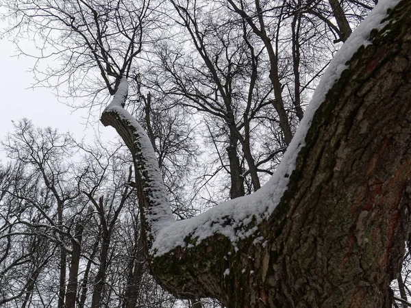 Árboles Desnudos Bosque Invierno Día Soleado Moscú — Foto de Stock