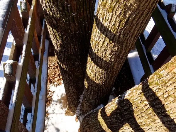 Árboles Bosque Invierno Día Soleado Moscú — Foto de Stock