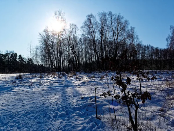 Деревья Лесу Зимой Солнечный День Москва — стоковое фото