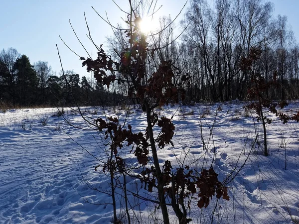 Árvores Floresta Inverno Dia Ensolarado Moscou — Fotografia de Stock