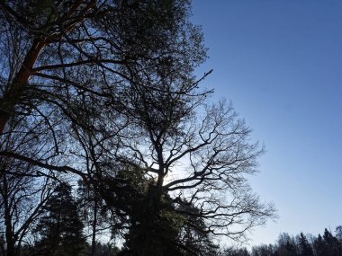 Moskova 'da güneşli bir günde ormanda çam ağaçları