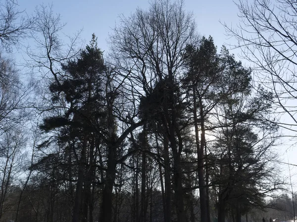Borovice Lese Zimě Slunečného Dne Moskva — Stock fotografie