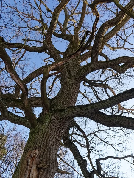 Nakna Träd Skogen Vintern Solig Dag Moskva — Stockfoto