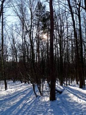 Moskova 'da kışın ağaçların gölgesi.
