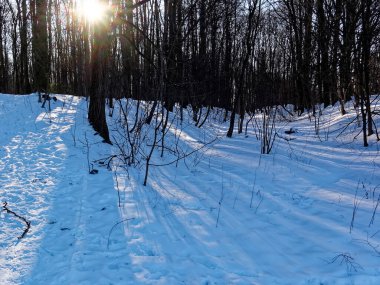 Moskova 'da kışın ağaçların gölgesi.