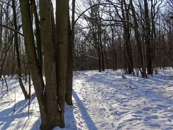 Shadows Trees Forest Winter Moscow — Stock Photo, Image