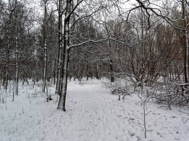 Ormanda bulutlu bir kış günü, Moskova