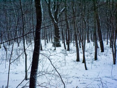 Ormanda bulutlu bir kış günü, Moskova