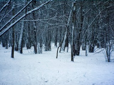 Ormanda bulutlu bir kış günü, Moskova