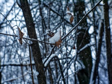 Ormanda bulutlu bir kış günü, Moskova