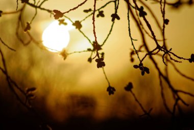 Şafak vakti, Moskova 'da ağaçta söğüt tomurcukları.