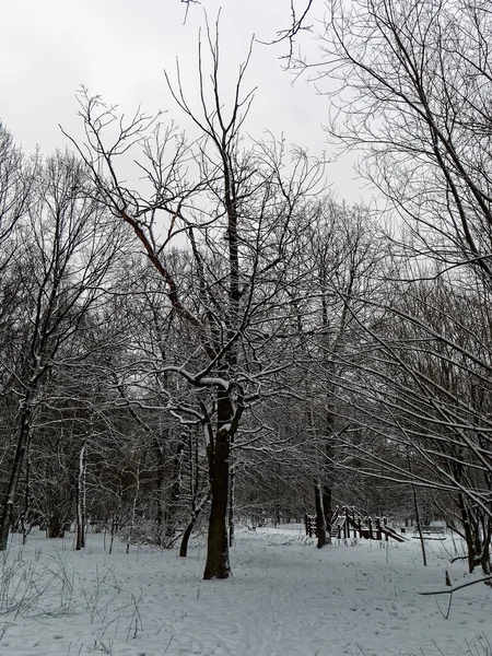 Día Nublado Invierno Bosque Moscú — Foto de Stock