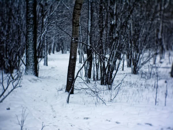 Oblačný Zimní Den Lese Moskva — Stock fotografie