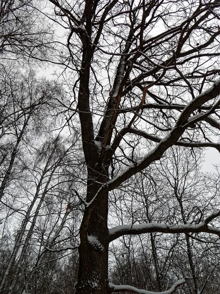 Día Nublado Invierno Bosque Moscú — Foto de Stock