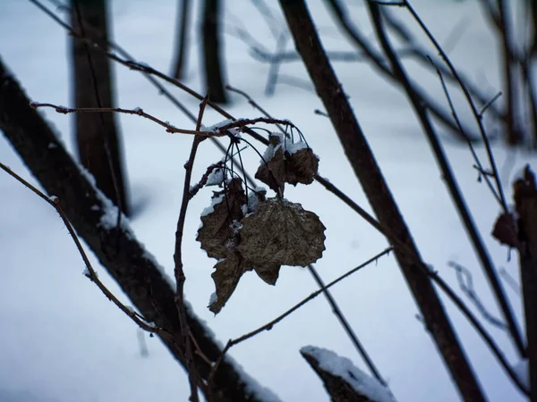 Journée Nuageuse Hiver Dans Forêt Moscou — Photo