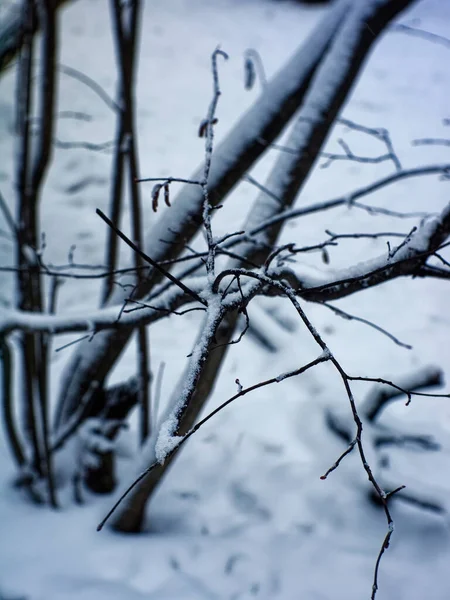 Día Nublado Invierno Bosque Moscú — Foto de Stock