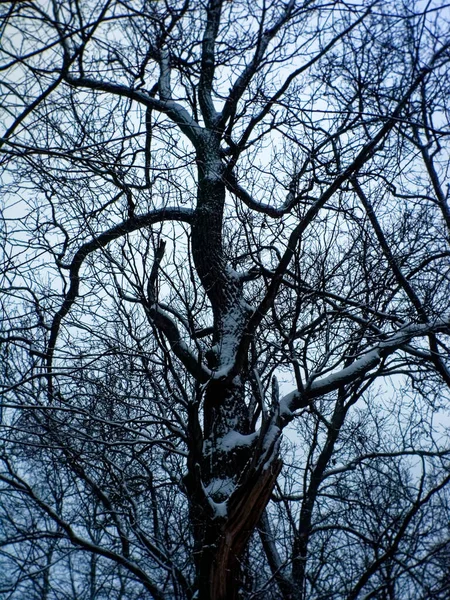 Día Nublado Invierno Bosque Moscú — Foto de Stock