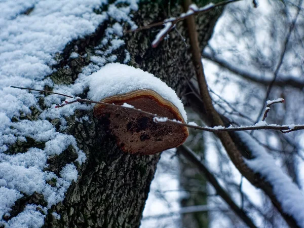 Bewölkter Wintertag Wald Moskau — Stockfoto