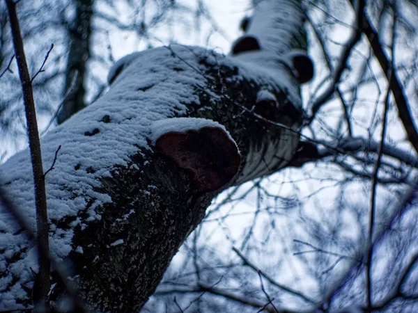 Día Nublado Invierno Bosque Moscú — Foto de Stock