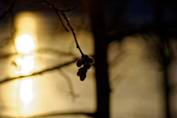 Capullos Sauce Árbol Invierno Amanecer Moscú —  Fotos de Stock