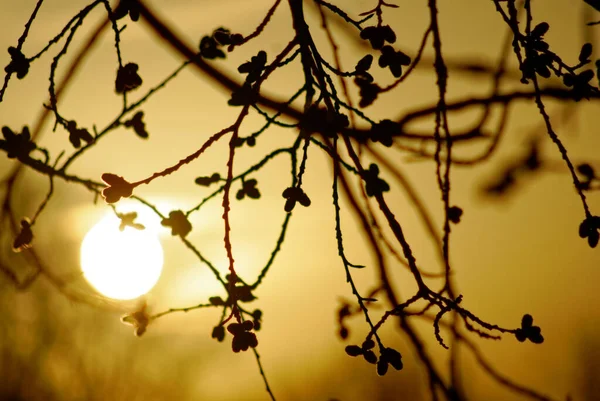 Willow Buds Tree Winter Dawn Moscow — Stock Photo, Image