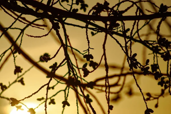 Pilknoppar Ett Träd Vintern Gryningen Moskva — Stockfoto