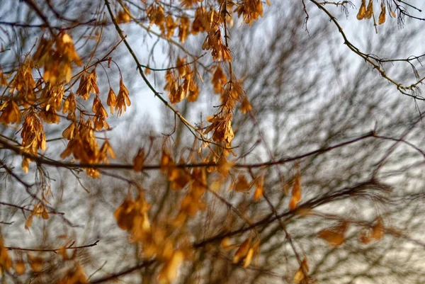 Насіння Клена Дереві Взимку Москва — стокове фото
