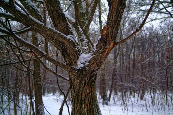 森の中の曇りの冬の日モスクワ — ストック写真
