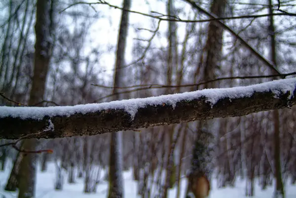 Dia Nublado Inverno Floresta Moscou — Fotografia de Stock